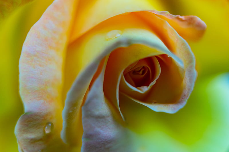 yellow rose in bloom with dew drops, HD wallpaper