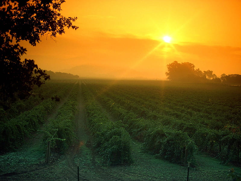 Sunset Over The Fields, farm, grass, orange, fields, sunrise, sunset, HD wallpaper