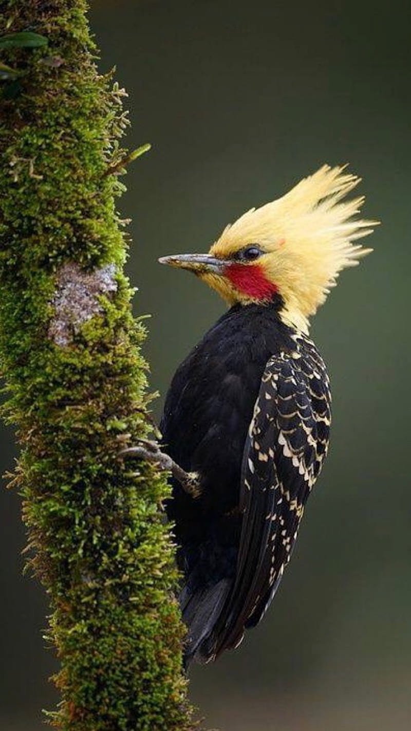 Blond woodpecker, bird, blond, HD phone wallpaper