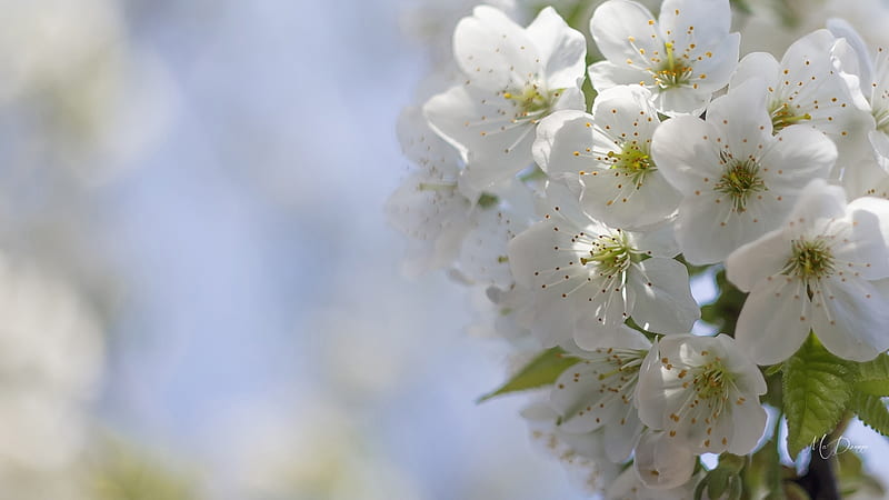 Apple Blossoms, Firefox theme, flowers, nature, spring, sky, cherry ...