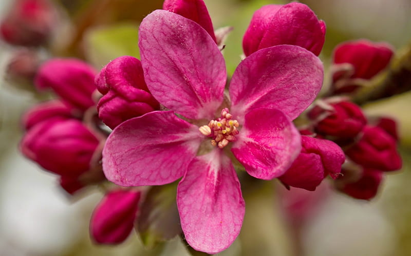 Pink Blossom.