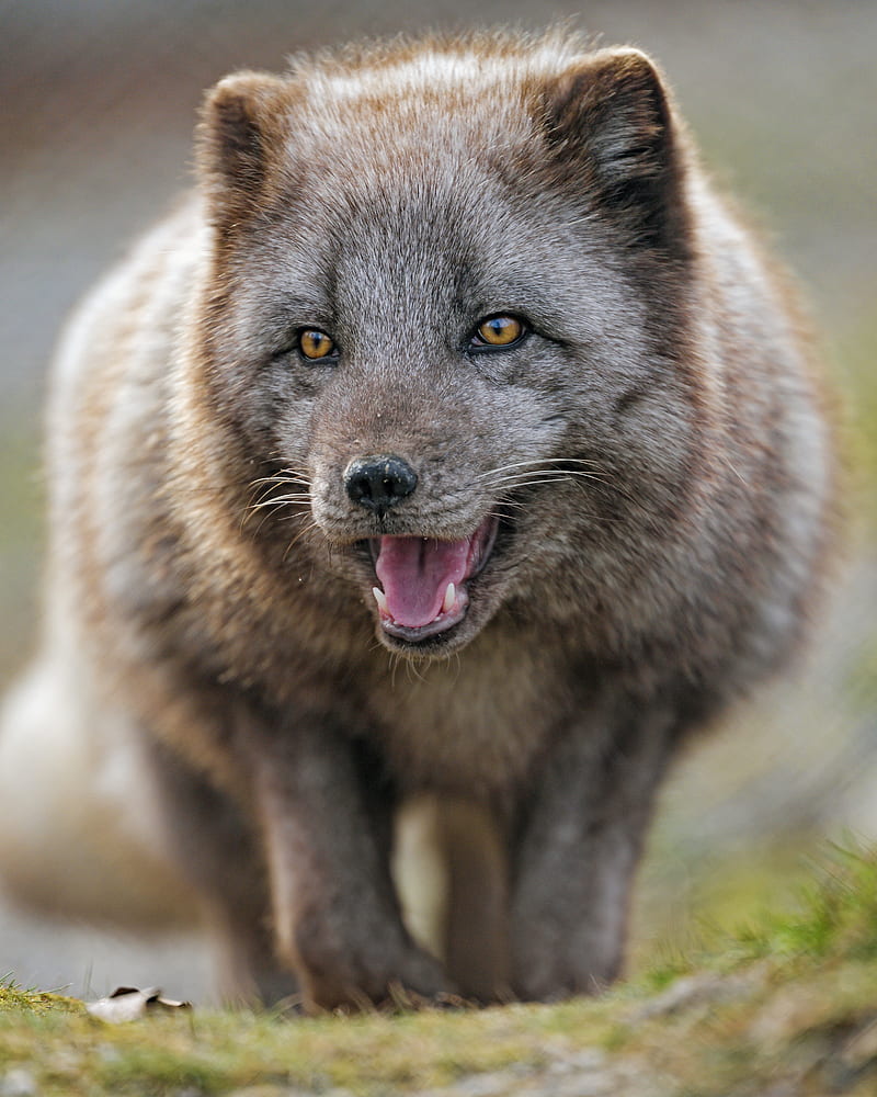 arctic fox, predator, protruding tongue, animal, HD mobile wallpaper