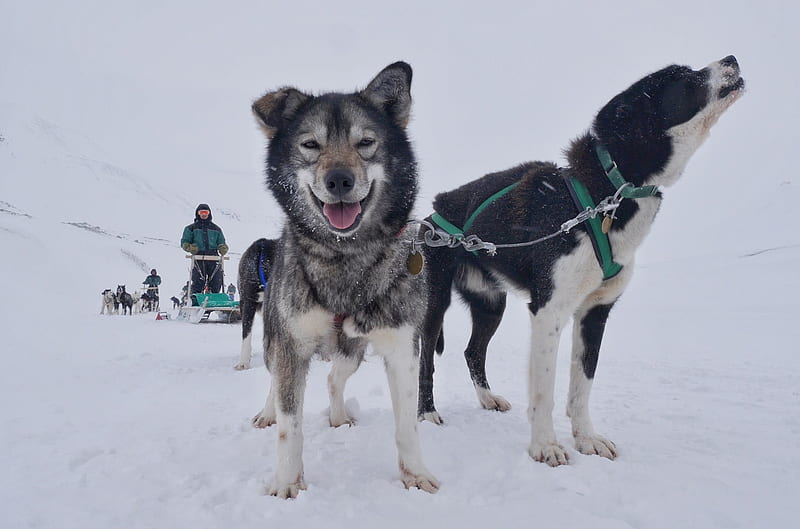 dog sled, leader, island of spitsbergen, HD wallpaper