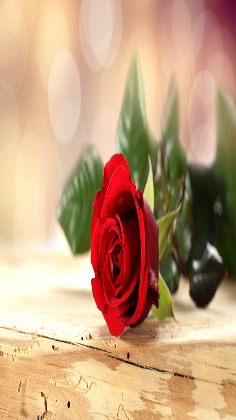 Red rose, cute, feelings, gift, heart, love, lovely, HD phone wallpaper ...
