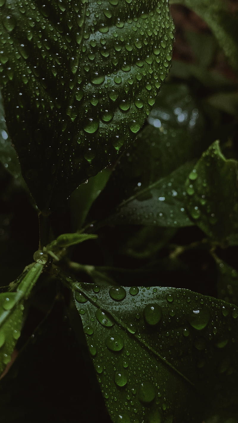 leaves, drops, water, wet, macro, green, HD phone wallpaper