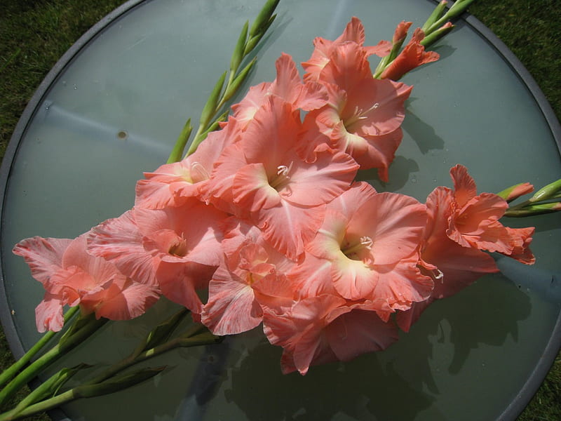 Salmon Pink Gladiolus, table, summer, flowers, salmon-pink, garden, HD wallpaper