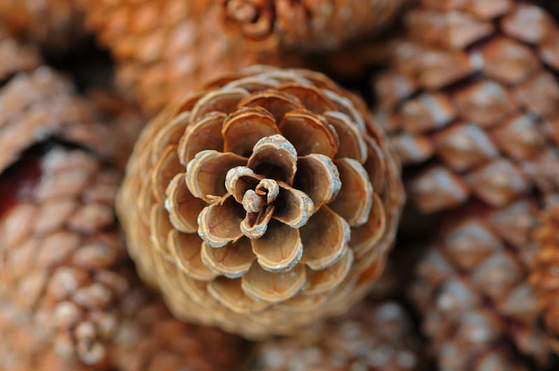 Pine Cones, nature, pine cone, brown, HD wallpaper