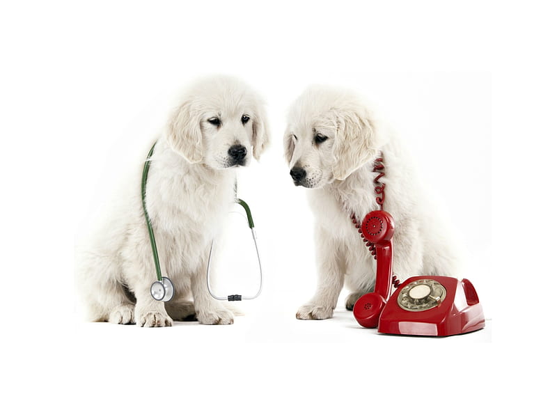 В мире животных звонок на телефон. Вызов ветеринарного врача. Вызов врача ветеринара на дом. Вызов ветеринарного врача на дом. Выезд ветеринара.