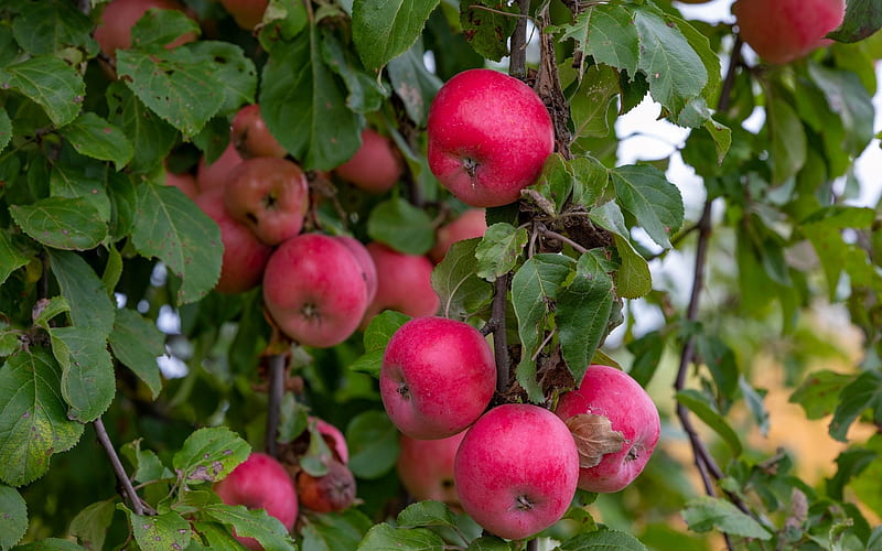 Waiting for Harvesters, Latvia, trees, leaves, apples, HD wallpaper