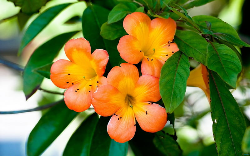 Beautiful Orange Primroses, primroses, flowers, nature, orange, HD wallpaper