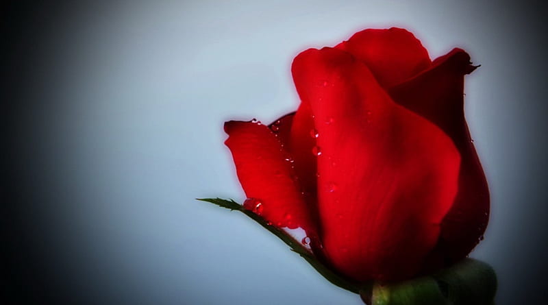 Rose Macro Flower Drops Petals Hd Wallpaper Peakpx