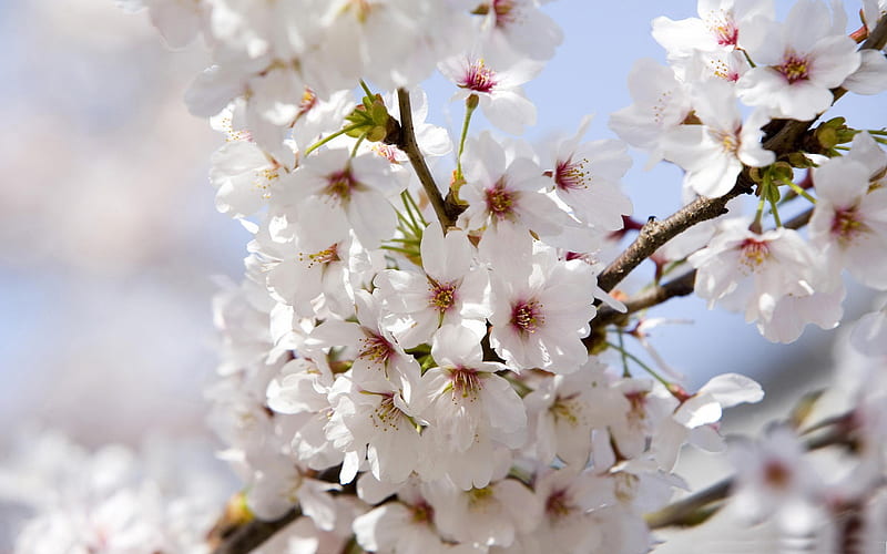 Beautiful Japanese cherry blossom season 19, HD wallpaper