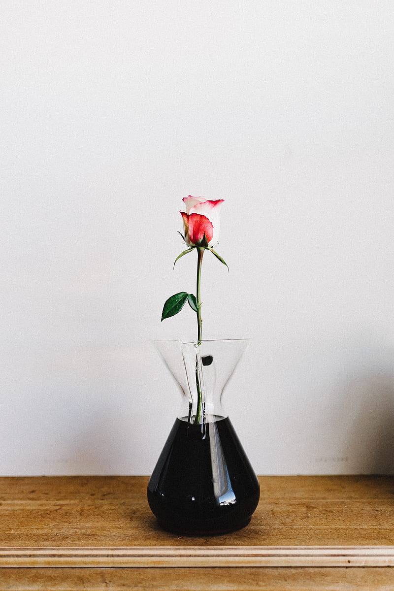 rose, flower, vase, HD phone wallpaper