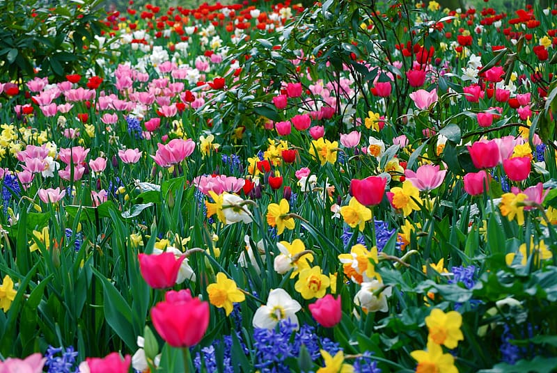 Flowers, Grass, Flower, Leaf, , Field, Tulip, Meadow, Petal, Daffodil, HD wallpaper