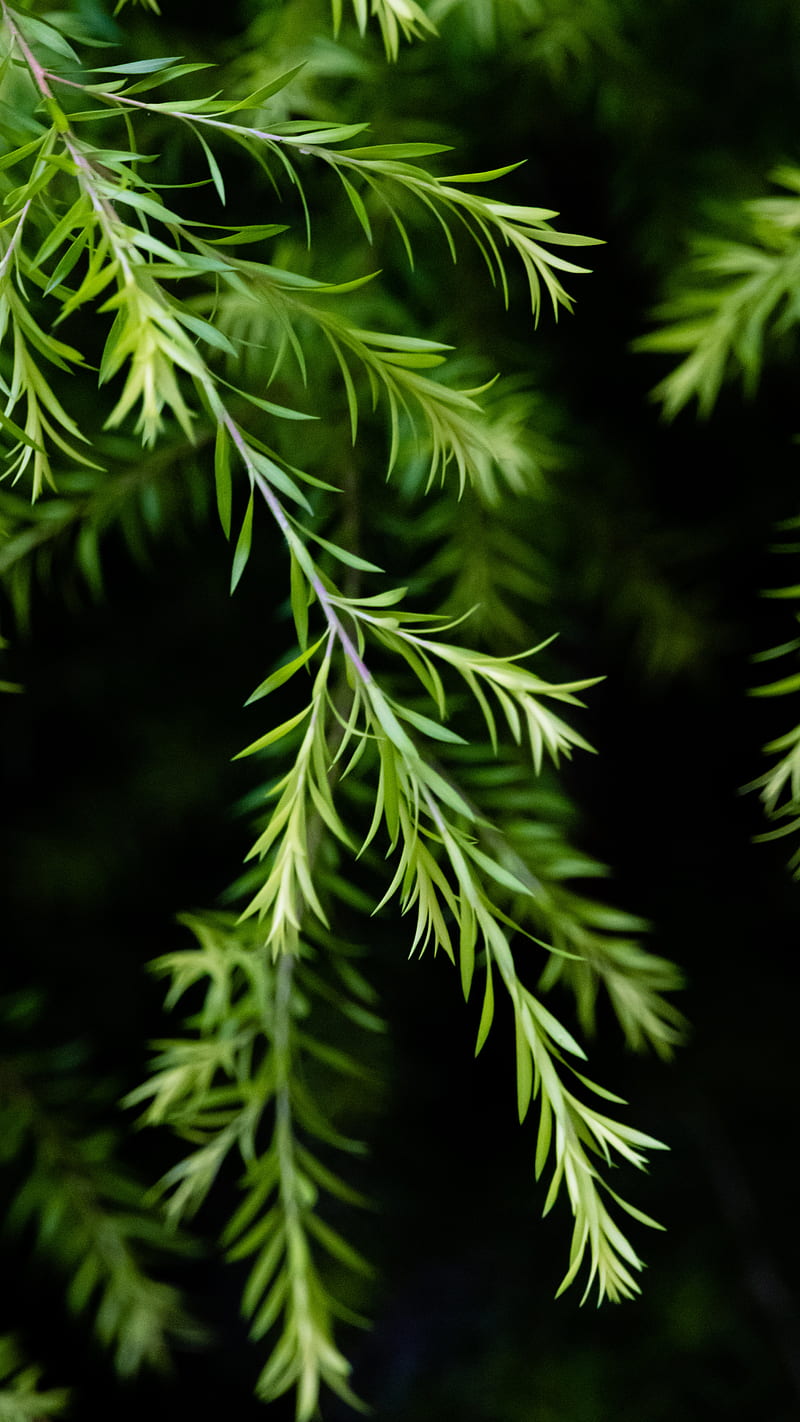 branch, leaves, macro, plant, green, focus, HD phone wallpaper