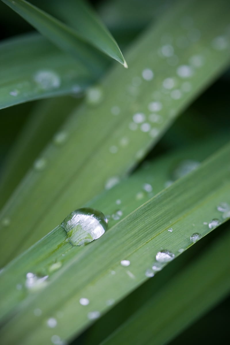 grass, drops, dew, macro, plant, green, HD phone wallpaper