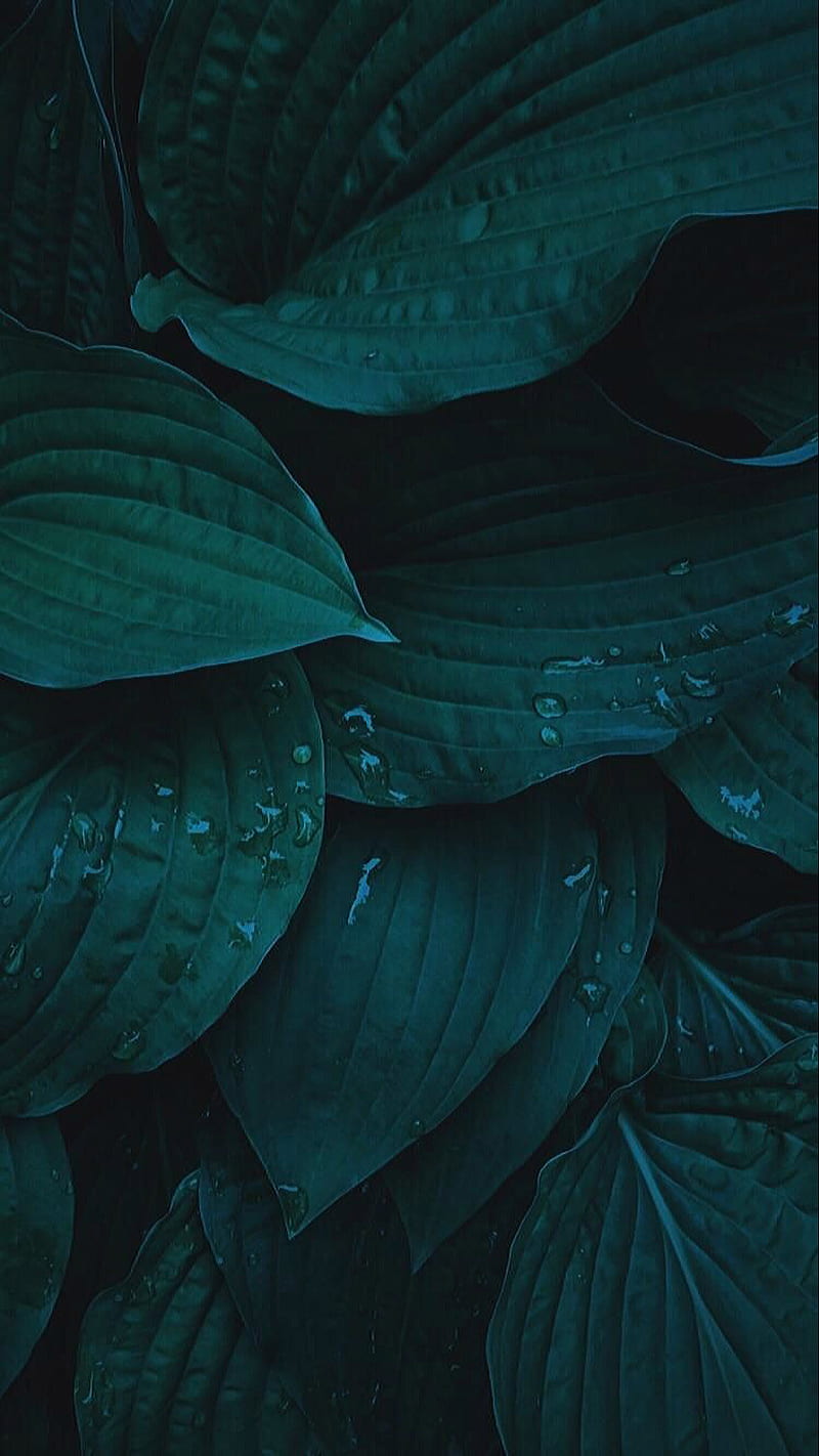Green leaves, nature, waterdrops, HD phone wallpaper