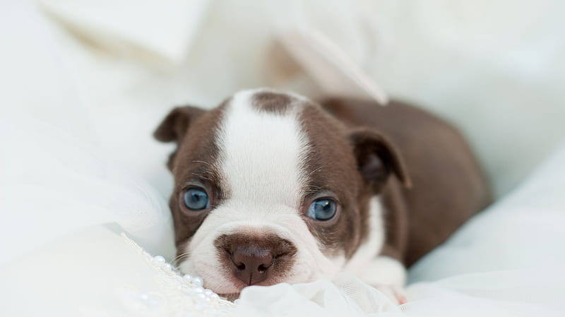 Blue-eyed Sweetheart, delicious, lovely, brown, blue-eyed, adorable, sweetheart, cookie, love, siempre, sweetest, white, animals, dogs, puppy, HD wallpaper