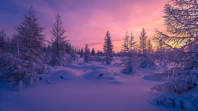 Nature, Winter forest, Snow, Scenery in . for iPhone, Android, Mobile and . Snow forest, Winter landscape, Scenery, Snowy Forest Landscape, HD wallpaper