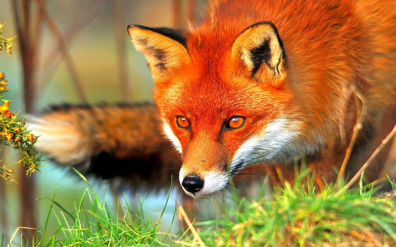 WILD REDHEAD FOX, wild animal, fox, wild, red head, red colors, green  grass, HD wallpaper | Peakpx