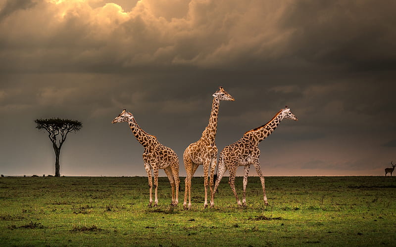 Free download 48 HD Africa Wallpapers For Desktop And Mobile 1920x1200  for your Desktop Mobile  Tablet  Explore 75 Africa Wallpaper  Africa  Map Wallpaper South Africa Wallpaper 4K Nature Wallpaper Africa