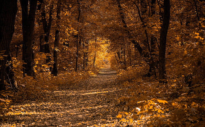 Autumn Ultra, Seasons, Autumn, Forest, Golden, Fall, Path, HD wallpaper