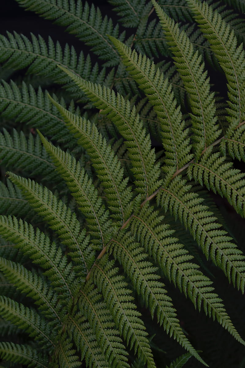 fern, leaves, branch, plant, green, HD phone wallpaper