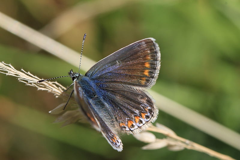 female common blue, female, butterfly, bonito, branch, blue, HD wallpaper