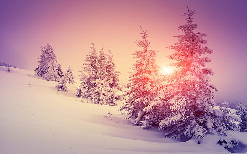 winter, snow, trees, sunset, winter landscape, HD wallpaper