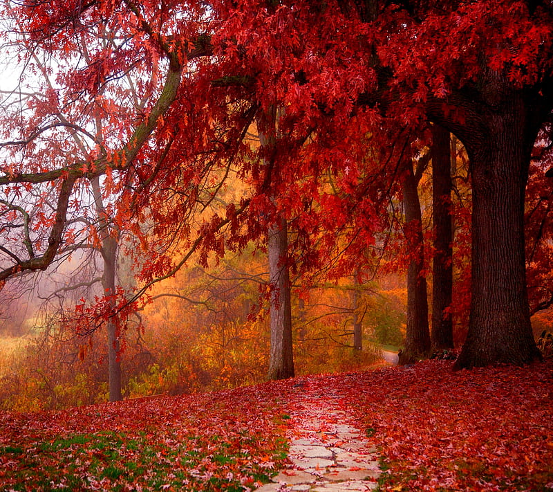 Leaf Carpet, cool, fallen leaves, leaves, nature, red leaves, HD wallpaper