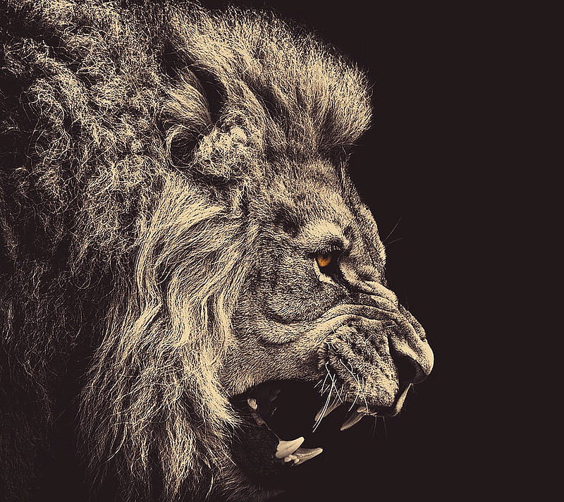Angry Lion, desenho, HD wallpaper