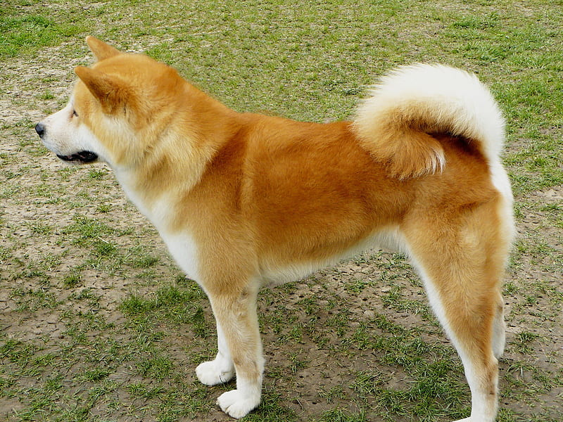 Akita ***, akita, animals, dogs, dog, animal, HD wallpaper | Peakpx