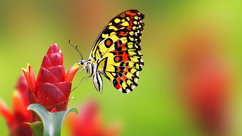 Yellow Red Black Dotted Butterfly On Red Flower In Blur Yellow Red Background Butterfly, HD wallpaper