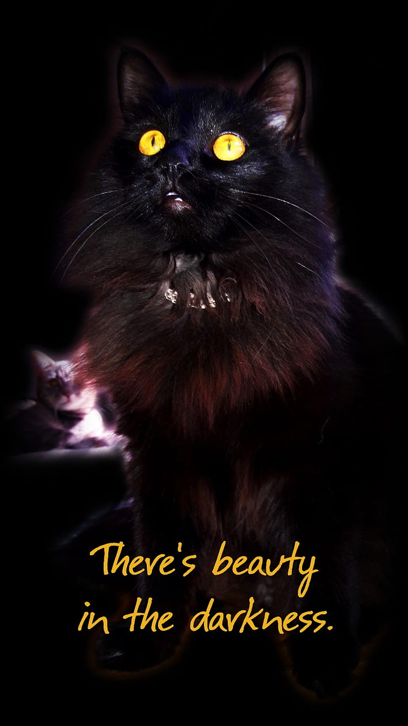 Beauty Darkness Cat, bonito, black cat, dark, emo, gothic, inspirational, kitty, pets, graph, sayings, HD phone wallpaper