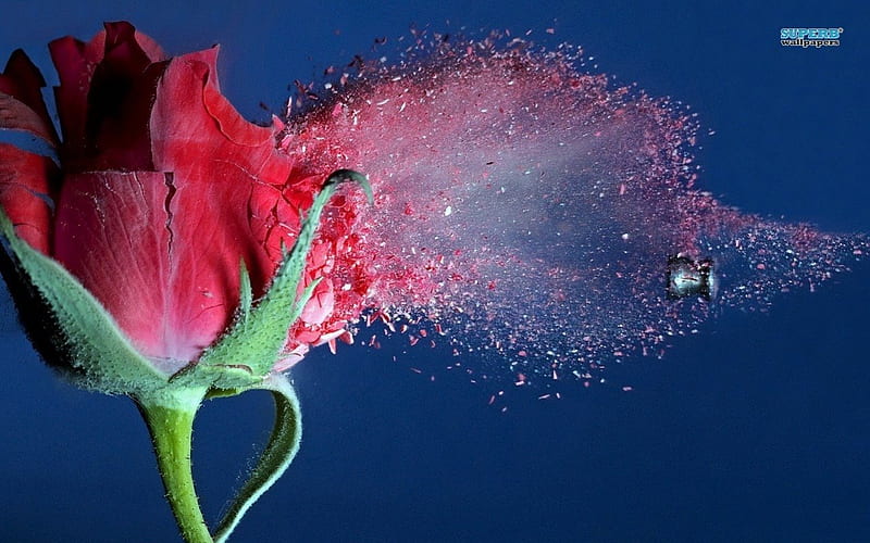 SHATTERED ROSE, weapons, graphy, plants, slow motion, flowers, roses, pellet, HD wallpaper