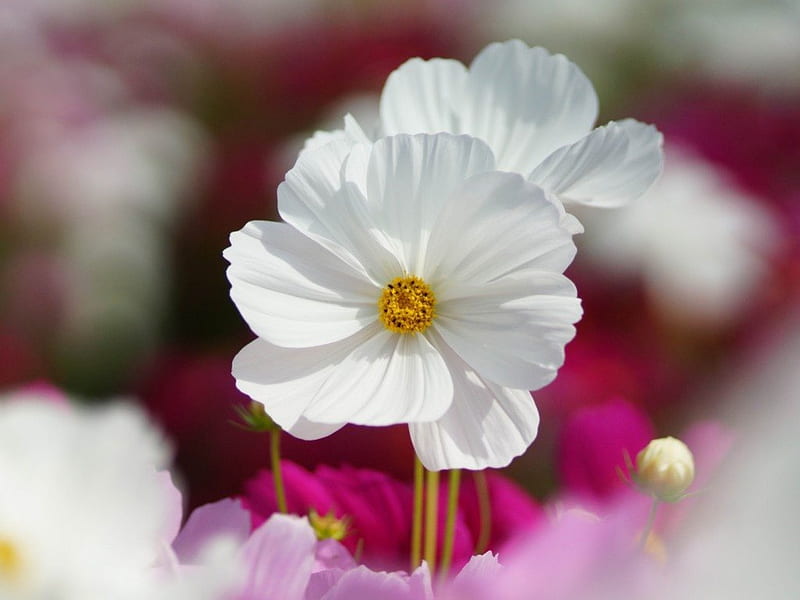 Delicate white, blurry, kosmeya, garden, soft, white, pink, glare, HD wallpaper