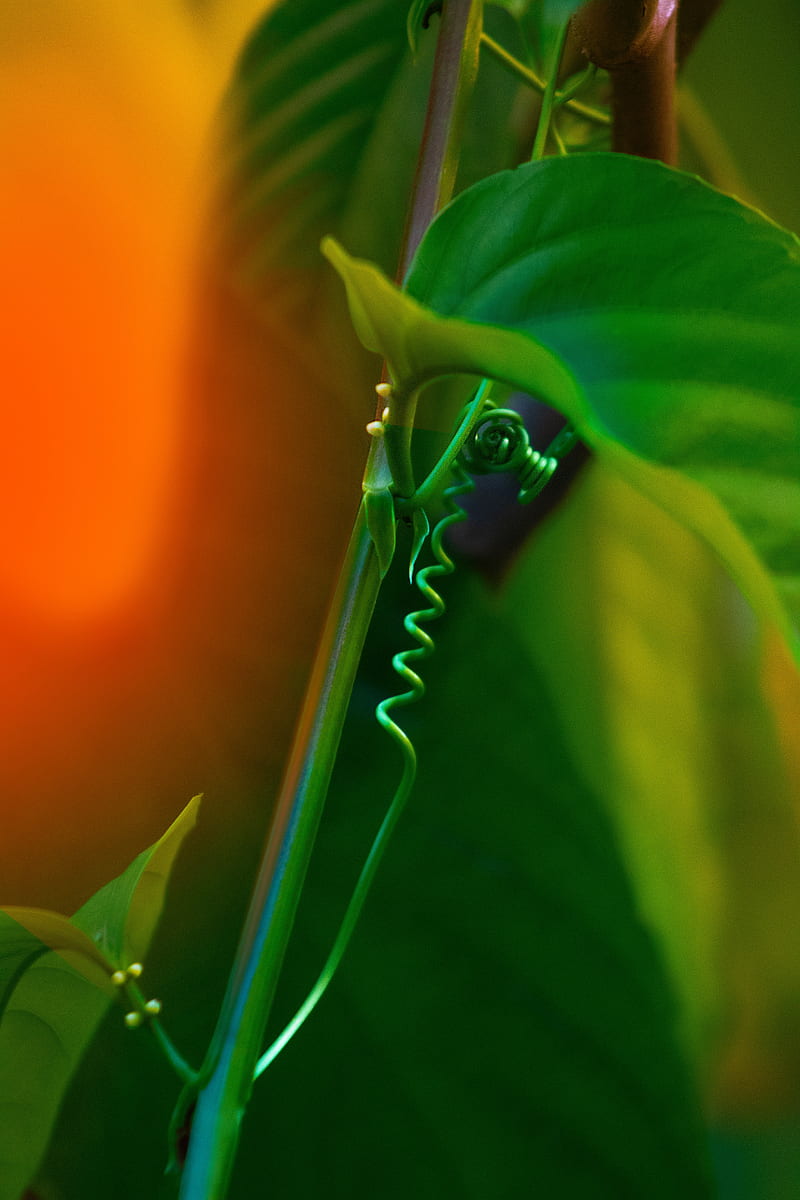 plant, leaves, ivy, macro, HD phone wallpaper