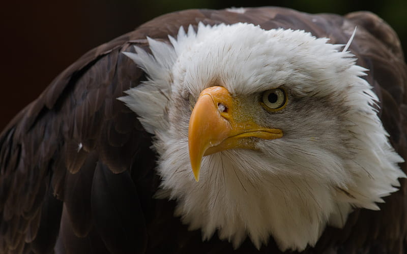 Intense, close up, eagle, birds, bald, animals, HD wallpaper