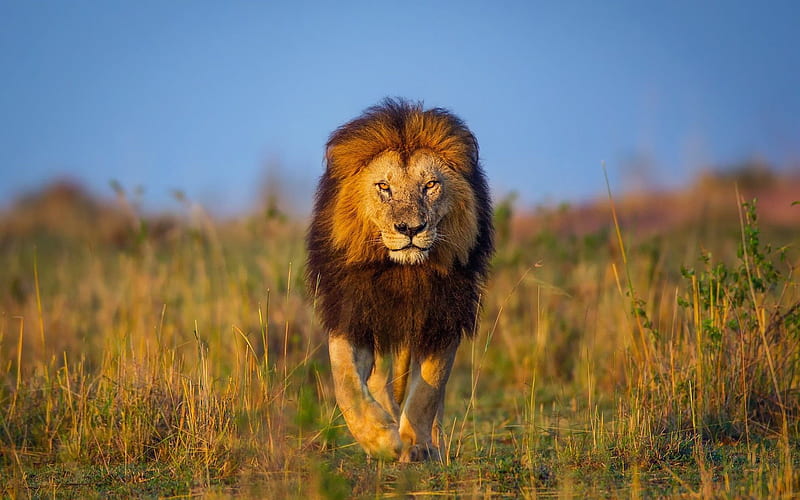 Lion, wildlife, savannah, Africa, Panthera leo, HD wallpaper