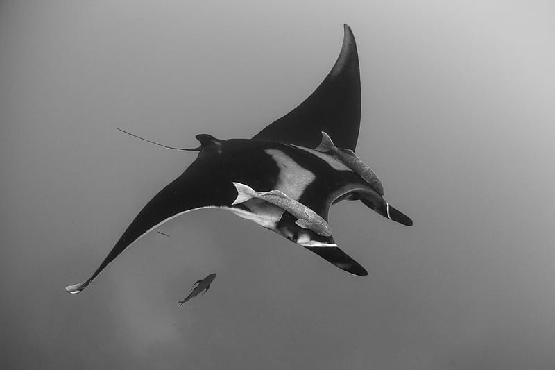 grayscale of sting ray, HD wallpaper