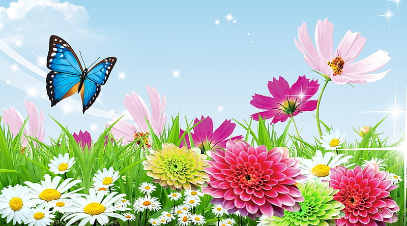 Friday Morning High, stars, wild flowers, fragrant, spring, sky, clouds, daisies, butterfly, summer, flowers, garden, cosmos, HD wallpaper