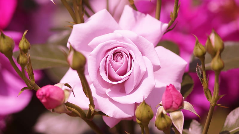 Rose, Rosaceae, 3840x2160 Pink, Bara, Orchid, Flowers, Rosales, Rose Pink, Flower, HD wallpaper