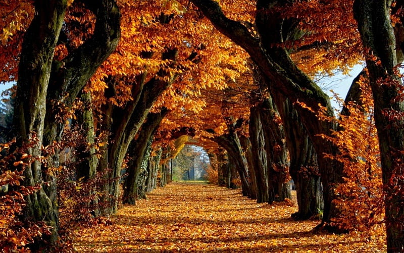 Down The Autumn Trail Fall Leaves Red Tree Lake Waterfall Hd Wallpaper Peakpx - Fall Leaves Wallpaper Desktop