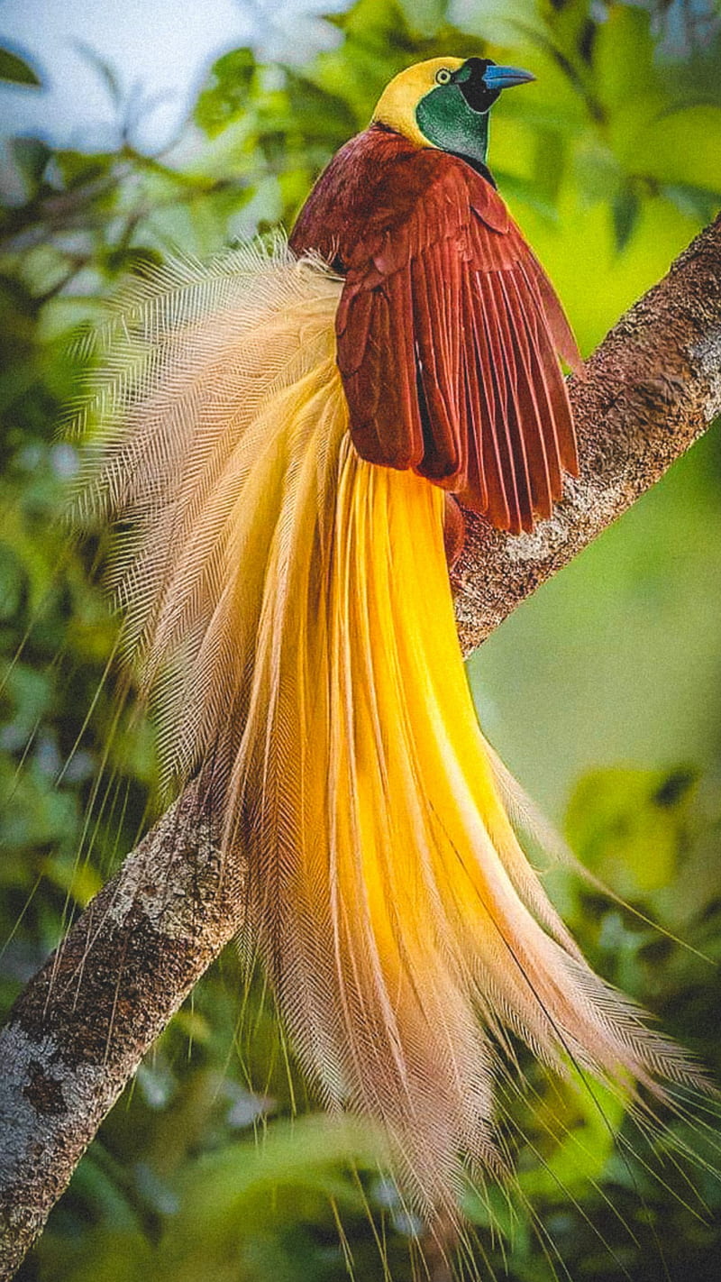 Bird of Paradise, bonito, birds, nature, rare, HD phone wallpaper