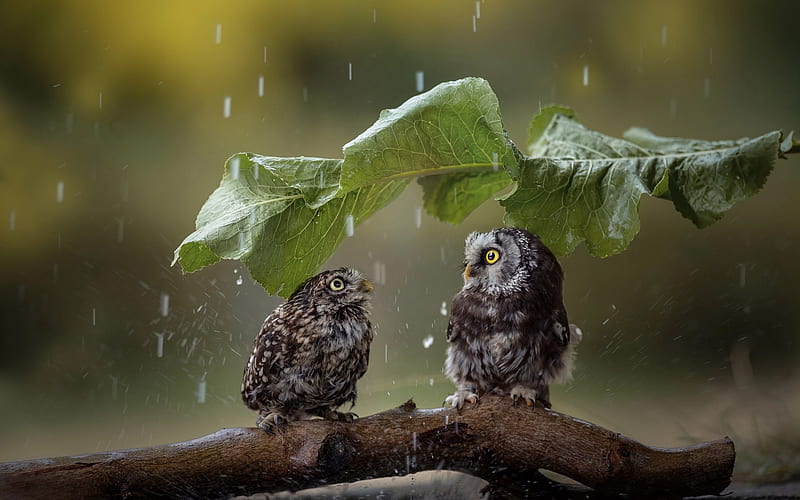 Owl, rain, wildlife, funny birds, predatory bird, Strigiformes, HD wallpaper