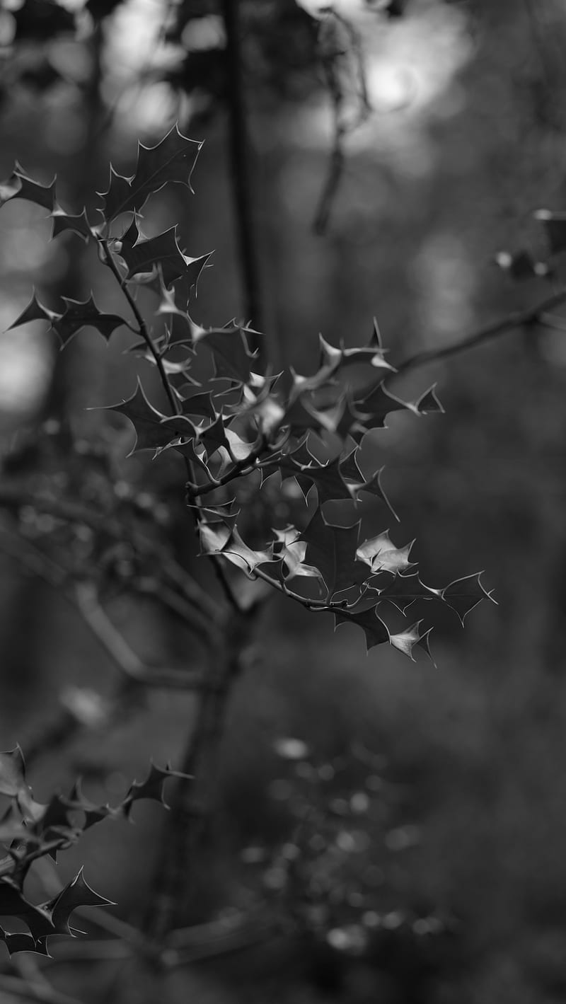 branch, leaves, bw, macro, HD phone wallpaper