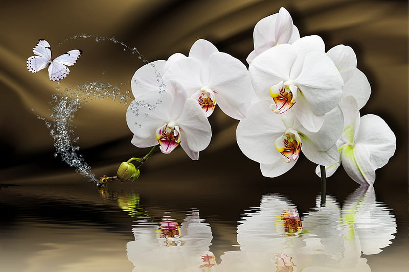 Orchids reflected in water, flower, water, orchids, reflection, bonito, HD wallpaper