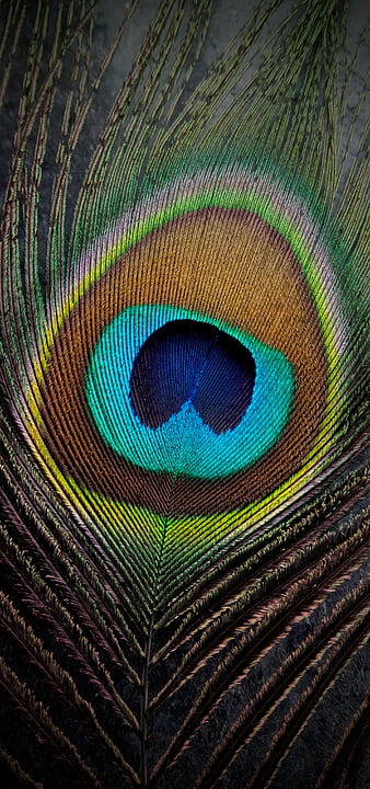 Peacock Feather, bonito, iphone, kanha, graphy, radha-krishna, HD phone  wallpaper | Peakpx