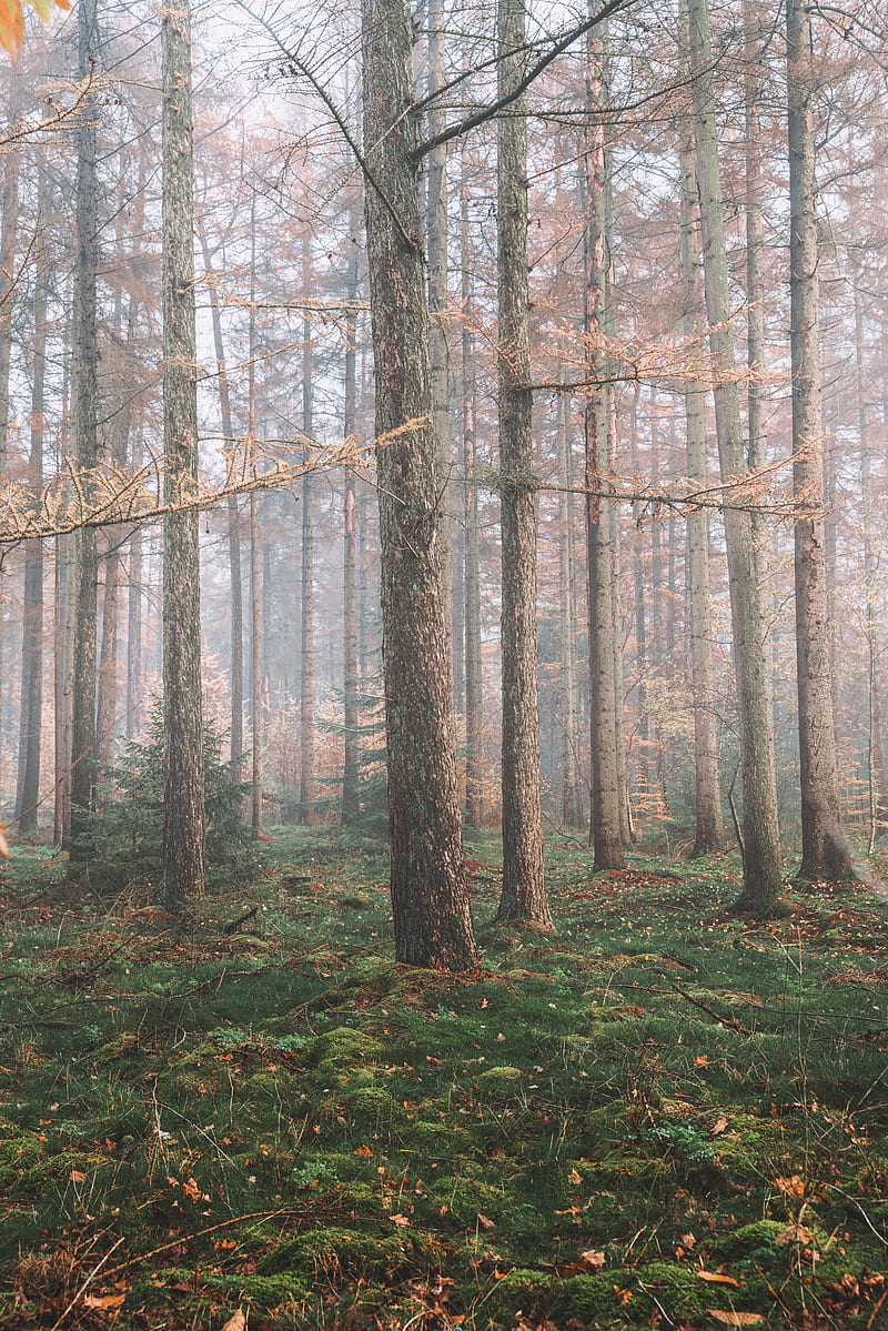 forest, fog, trees, coniferous, pine, HD phone wallpaper
