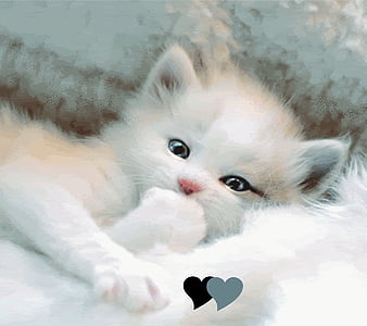Fluffy Kitten Cute, kitty, animals, cute, HD wallpaper | Peakpx